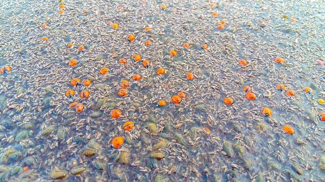 В заповеднике под Одессой погибли почти 2 миллиона божьих коровок: что случилось (фото)